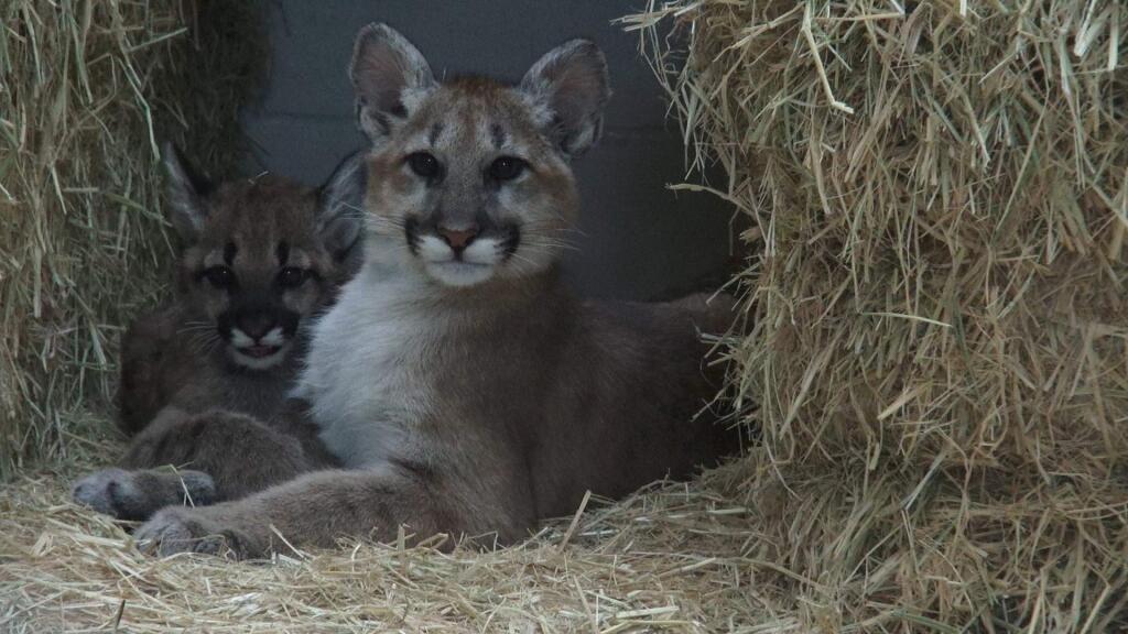 Two orphaned mountain lion cubs found in Lake and Modoc counties are being cared for at the Oakland Zoo. (COURTESY OF OAKLAND ZOO)