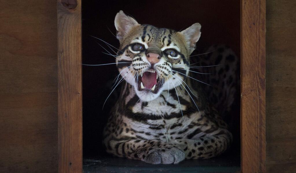 An ocelot peers out of his heated box shelter. Several exotic cats were left homeless by the death of their owner and would have been euthanized if it hadn't been for Lynette Lyon, who is licensed to keep exotic animals. (Photo by Robbi Pengelly/Index-Tribune)