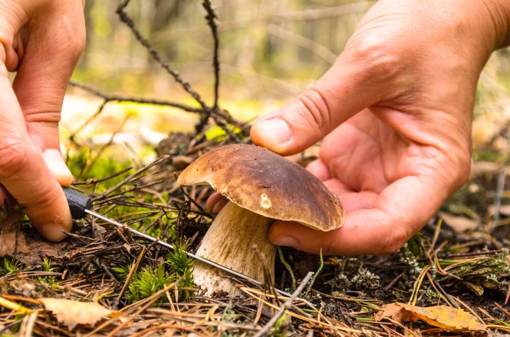 Learn mushroom-picking tips from an expert -- word is he's a real 'fun-gi'...