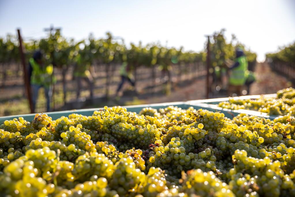 Chardonnay wine grape clusters sit in bins at Frank Family Vineyards’ Lewis Vineyard in Napa Valley on Aug. 18, 2022. These grapes were picked early in the year’s harvest with lower sugar levels suited for sparkling wines. (Frank Family Vineyards photo)