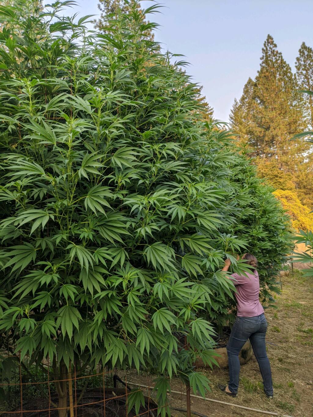 Casey Vaughn of Woodman Peak Farm leans into her tree-tall cannabis plants on the 840-acre farm in Mendocino County. (Chris Vaughn photo)
