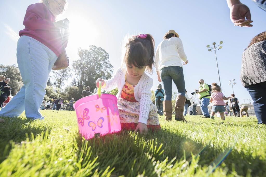 Madison Harer, 2, focuses on filling her bucket at Santa Rosa's annual Spring Egg Hunt at Howarth Park, March 26, 2016 (Kate Karwan Burgess/Press Democrat)