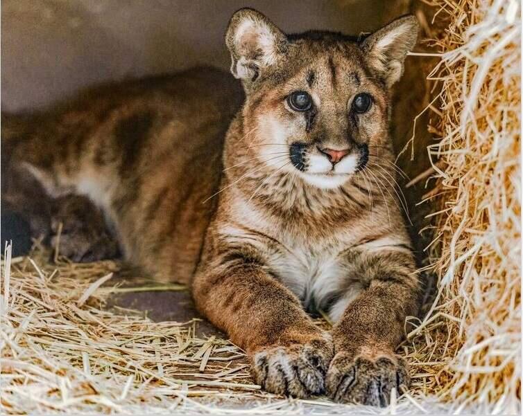 Two orphaned mountain lion cubs found in Orange County are now at the Oakland Zoo. (COURTESY OF OAKLAND ZOO)
