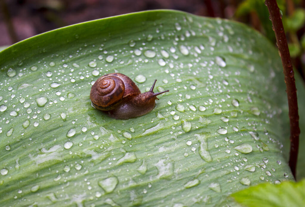 Snails and slugs thrive in moist environments and can do serious damage to plants. (Pavel Chepelev/Shutterstock)