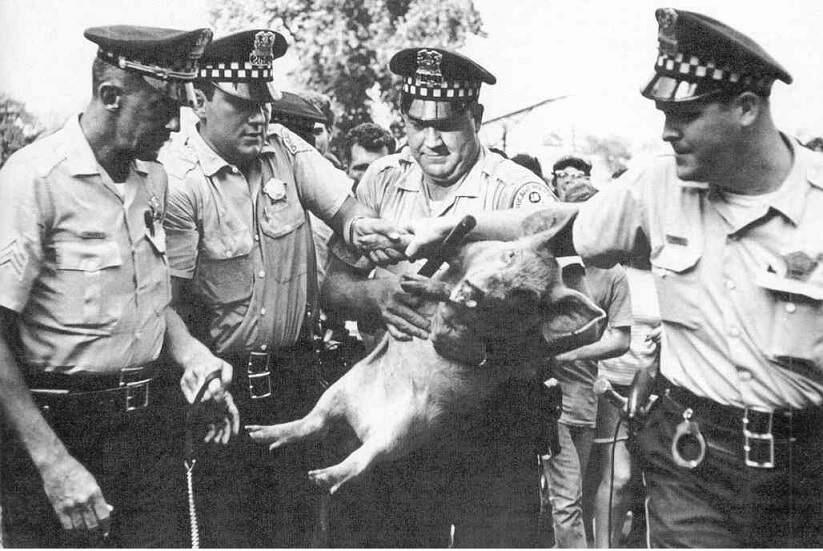 Pigasus, shown here being 'arrested' at the 1968 Democratic Convention in Chicago, was 'in-hog-urated' by demonstrators on Jan. 20, 1969.
