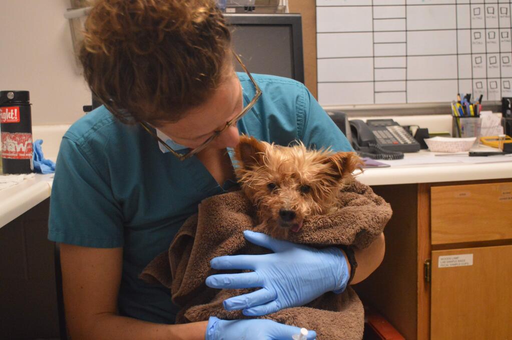 Pocko, found wandering around Guerneville after the flooding, is cared for at the Humane Societys Community Veterinary Clinic by Melina Stambolis, a registered veterinary technician. (Humane Society of Sonoma County)