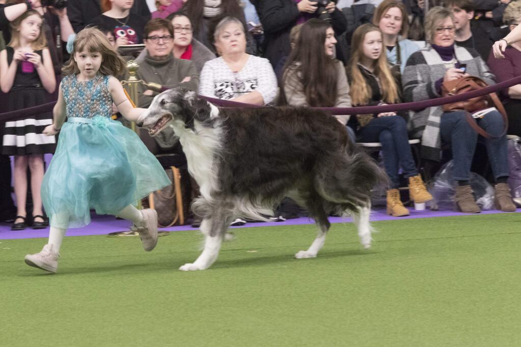 Raina McCloskey, from Delta, Pa., shows Briar, a borzoi, during the 141st Westminster Kennel Club Dog Show, Monday, Feb. 13, 2017, in New York. (AP Photo/Mary Altaffer)
