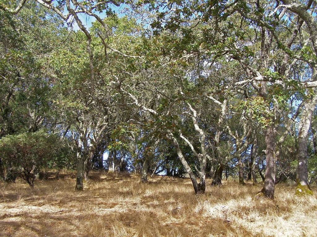 It’s proven that mature forests store significantly more carbon than younger trees. Oak forests sequester carbon in the form of biomass, deadwood, litter and in forest soils. Photo provided.
