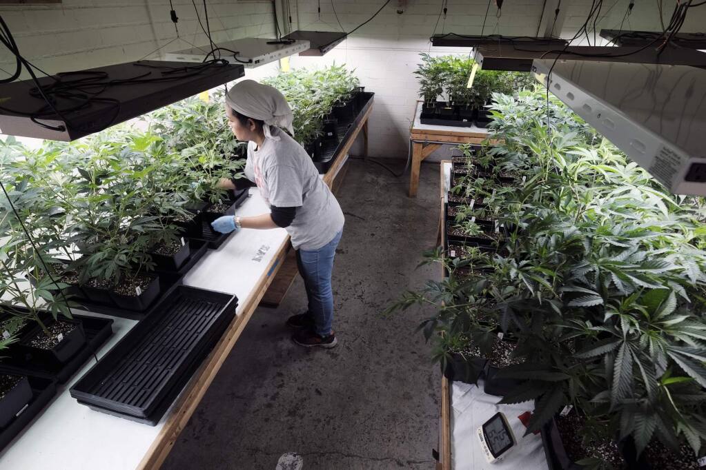FILE - In this Dec. 27, 2018 file photo a grower at Loving Kindness Farms attends to a crop of young marijuana plants in Gardena, Calif. State budget documents released Thursday, May 9, 2019 show the Newsom administration is sharply scaling back what it expects to collect in cannabis tax revenue through June 2020 in all, a $223 million cut from projections just four months ago. (AP Photo/Richard Vogel, File)