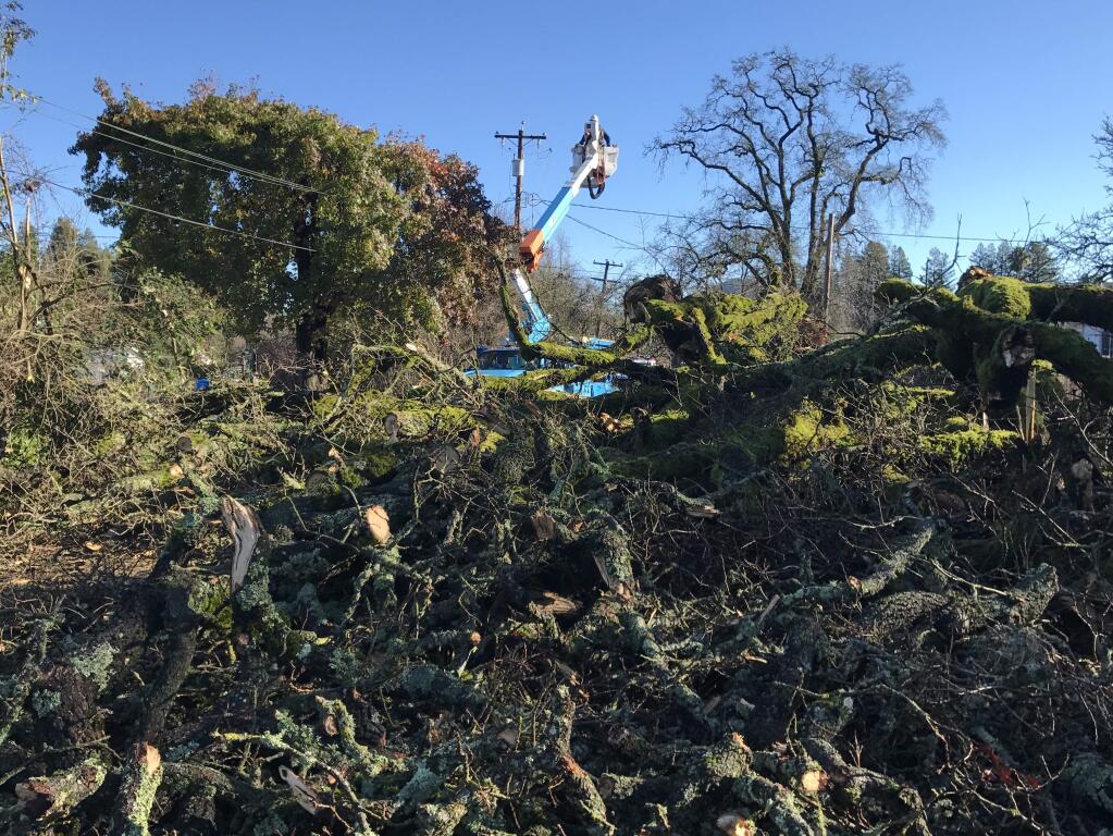 A tree toppled on West Matheson Street near Kinley Street in Healdsburg on Sunday, Jan. 20, 2019. (BETH SCHLANKER/ PD)