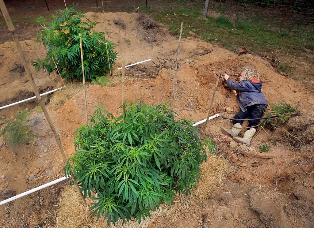 A 3-year-old plays in a marijuana grow this past summer in Mendocino County. Let other counties be the 'guinea pig' for this 'dangerous experiement,' say Harrison and Whitener.Kent Porter/Press Democrat