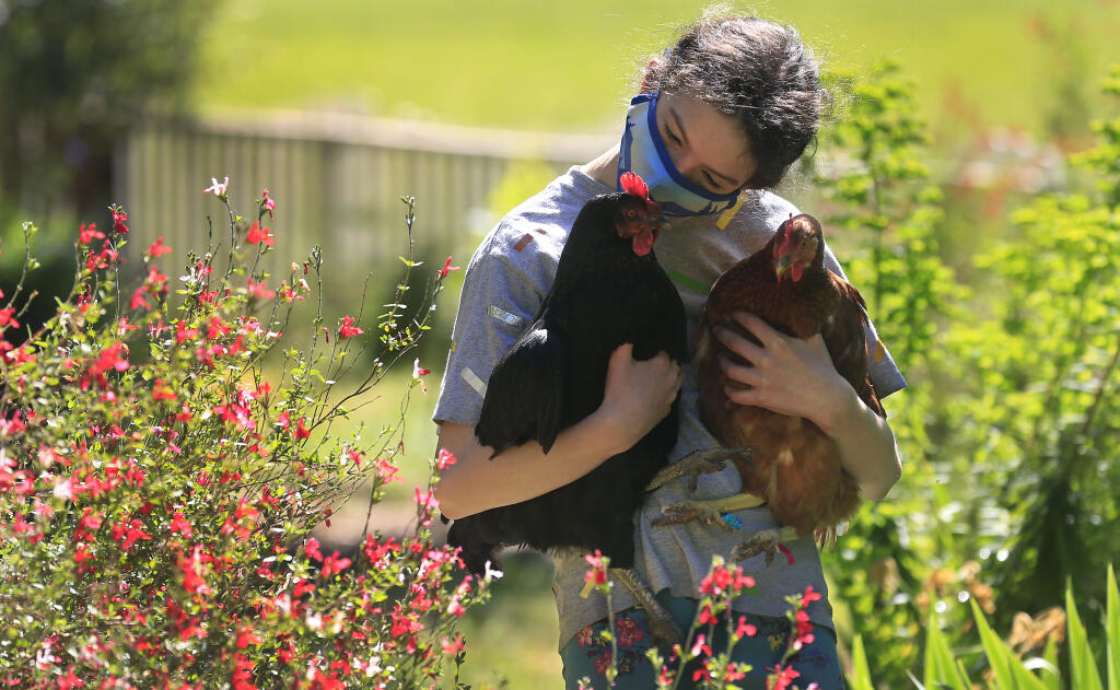 Aubrey Phipps Parnay  rounds up chickens in the student garden at West Side School in Healdsburg, Thursday, May 6, 2021. (Kent Porter / The Press Democrat) 2021