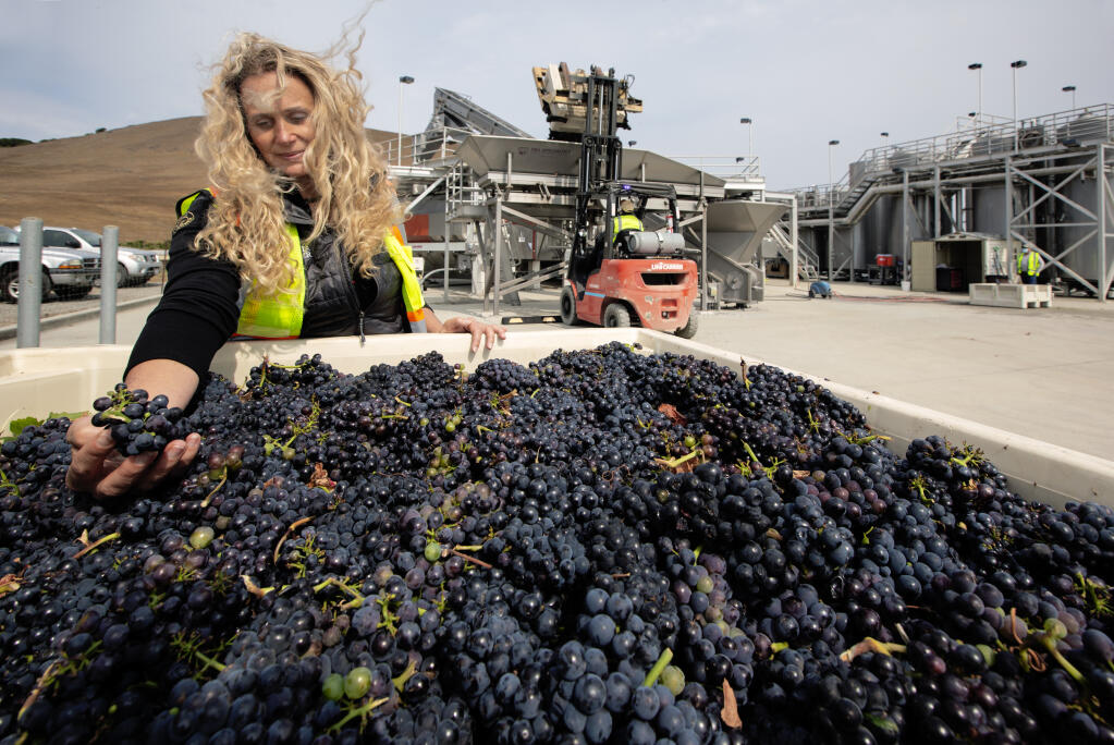 Celebrating the first harvest of the year, general manager Mayacamas Olds looks over a batch of pinot noir grapes at the Gloria Ferrer Winery on Arnold Drive on Thursday, Aug. 12, 2021. (Robbi Pengelly/Index-Tribune)