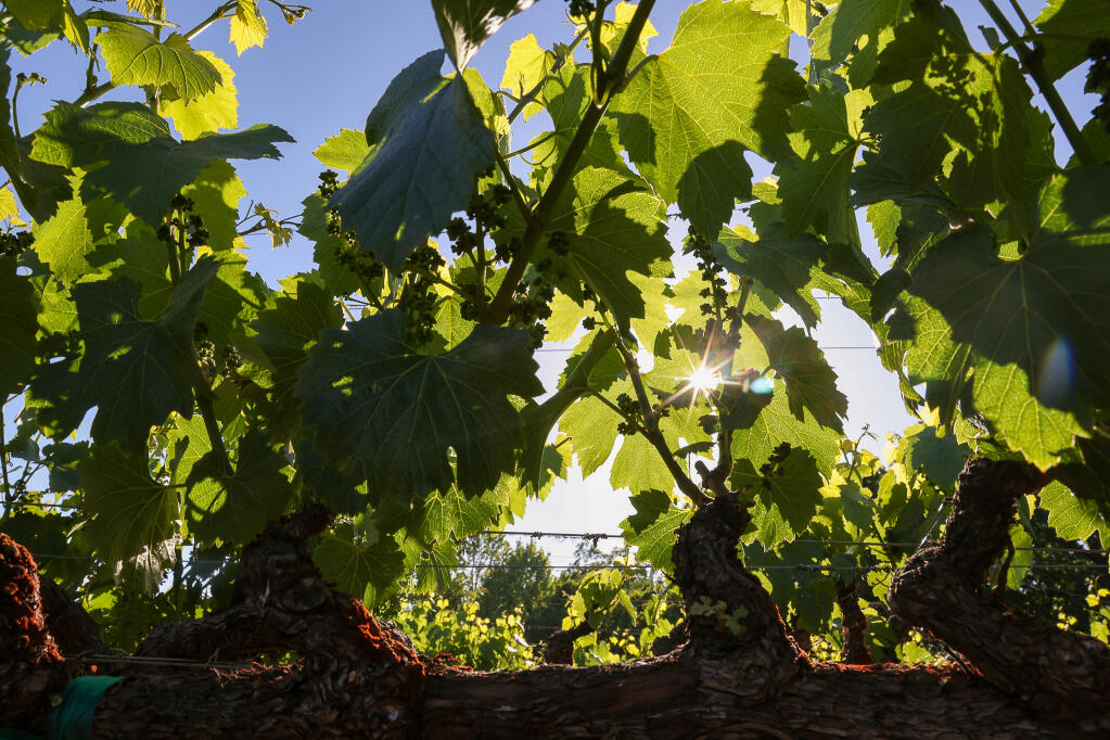 The sun shines through the vines at La Crema Estate at Saralee’s Vineyard near Windsor on Wednesday, May 17, 2023.  This is the time of year when fruit set occurs, and small green clusters of grapes begin to appear on the vines.(Christopher Chung/The Press Democrat)
