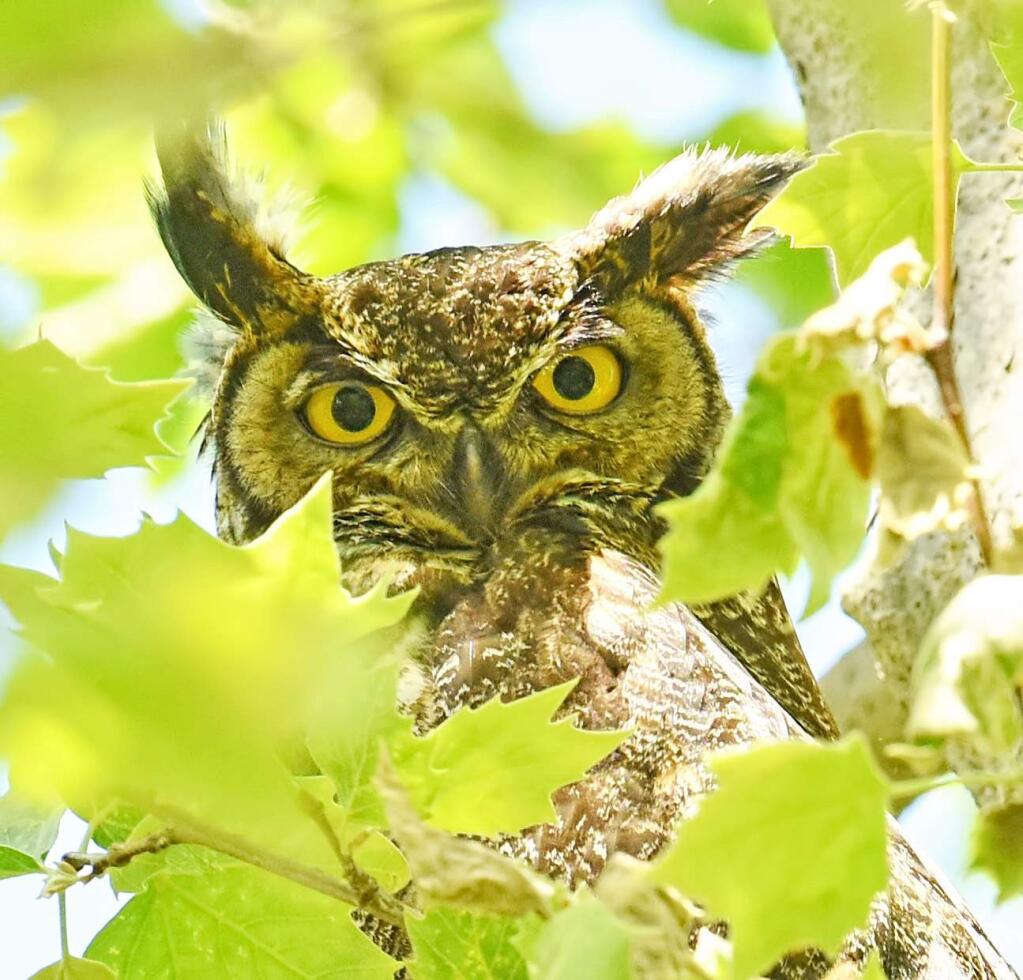 A telescopic photogrpah great horned owl at Depot Park in April, 2016, following an ill-timed tree trimming exercise that turned into a bird rescue thanks to a few vigilant Sonoma birding enthusiasts. The photographer will be at the Sept. 9 Nature and Optics Festival in Sonoma. (Photo by Pamela Rose Hawken/Special to the Index-Tribune)