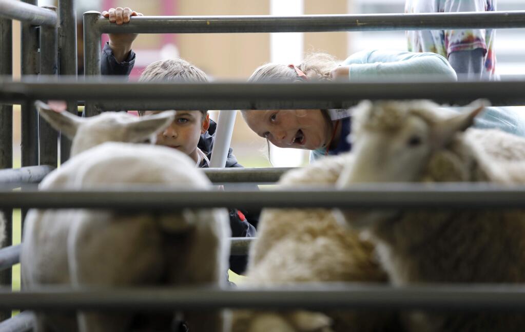 Yulupa Elementary School third graders Savannah Stroud, 9, right, and Jonah Doss, 8, check out the sheep during the Sonoma County Farm Bureau's Ag Days at the Sonoma County Fairgrounds in Santa Rosa, on Tuesday, March 13, 2018. (BETH SCHLANKER/ The Press Democrat)