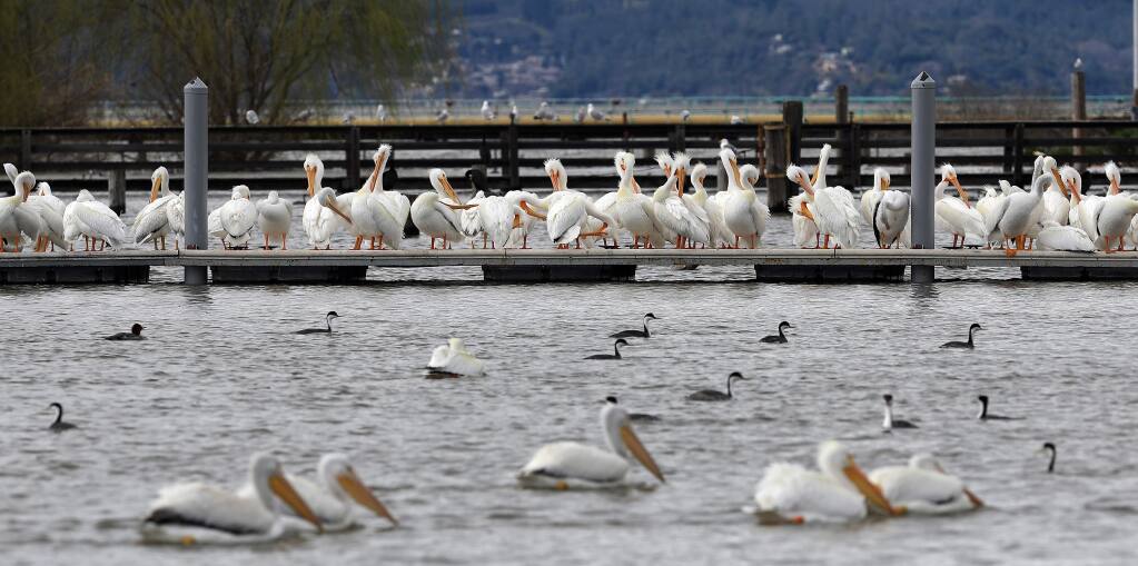 Clear Lake is part of the Pacific flyway and thousands of birds, including pelicans, winter on Clear Lake, March 3, 2019. (Kent Porter / The Press Democrat) 2019