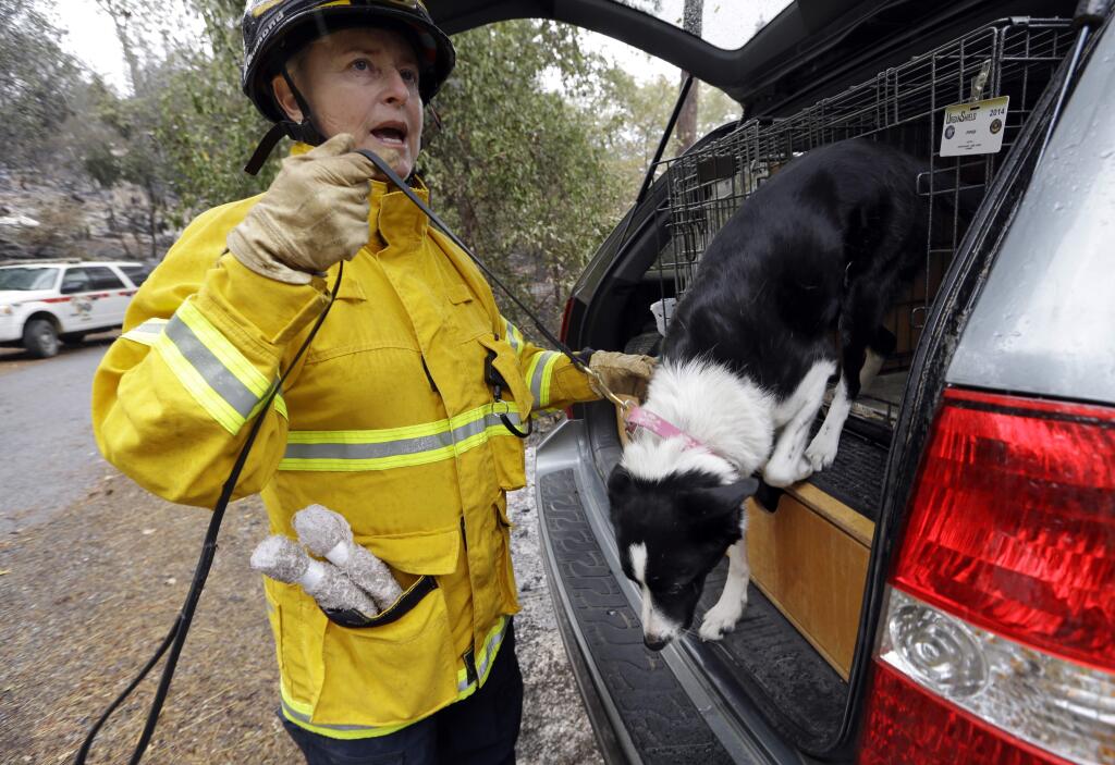Cadaver search dog handler Lynne Engelbert leads her dog Piper out of her car before searching the remains of a home in the Anderson Springs area of a man missing following a wildfire days during the Valley fire in 2015. Engelbert and Piper assisted Curt Nichols of Santa Rosa in finding his parents' cremains on Sunday, Oct. 15, 2017, after their Coffey Park home was destroyed by fire. (AP Photo/Elaine Thompson)