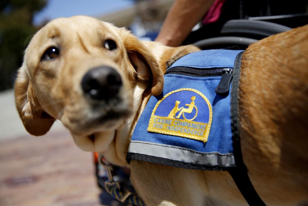 A dog named, Shelly, wears a Canine Companions for Independence vest during training with Meritt Buyer in Santa Rosa, California on Monday, August 5, 2013. (BETH SCHLANKER/ The Press Democrat)