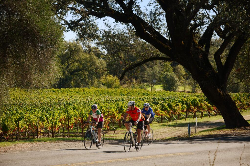 Cyclists on Asti Road at the end of their ride during the 10th Annual Asti Tour de Vine, a fundraiser for the Rotary Club of Cloverdale, held Saturday at Asti Winery in Cloverdale, California. October 13, 2018.(Photo: Erik Castro/for The Press Democrat)