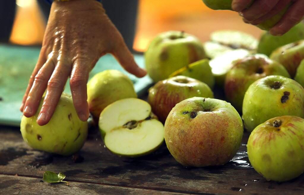 Slow Food Russian River operates the Sebastpol Community Apple Press at the Luther Burbank Gold Ridge Experimental Farm during apple season. (John Burgess/The Press Democrat)