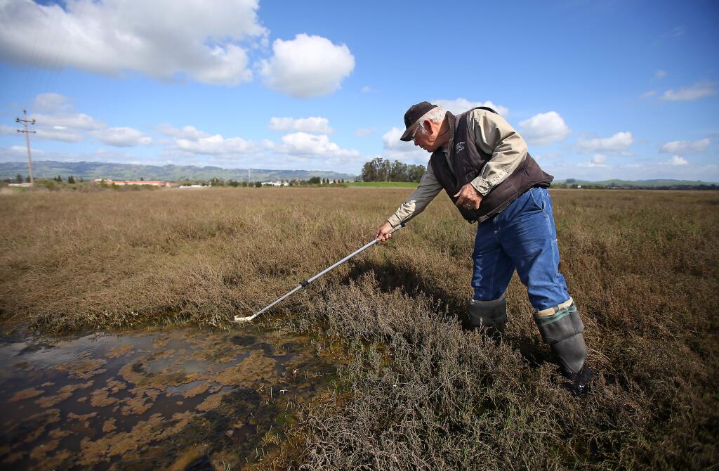 Nick Picinich, rodent control specialist with the Marin/Sonoma Mosquito & Vector Control District, looks for salt marsh mosquito larvae in the wetlands near the Petaluma River on Monday, March 2, 2015. (CHRISTOPHER CHUNG/ PD)