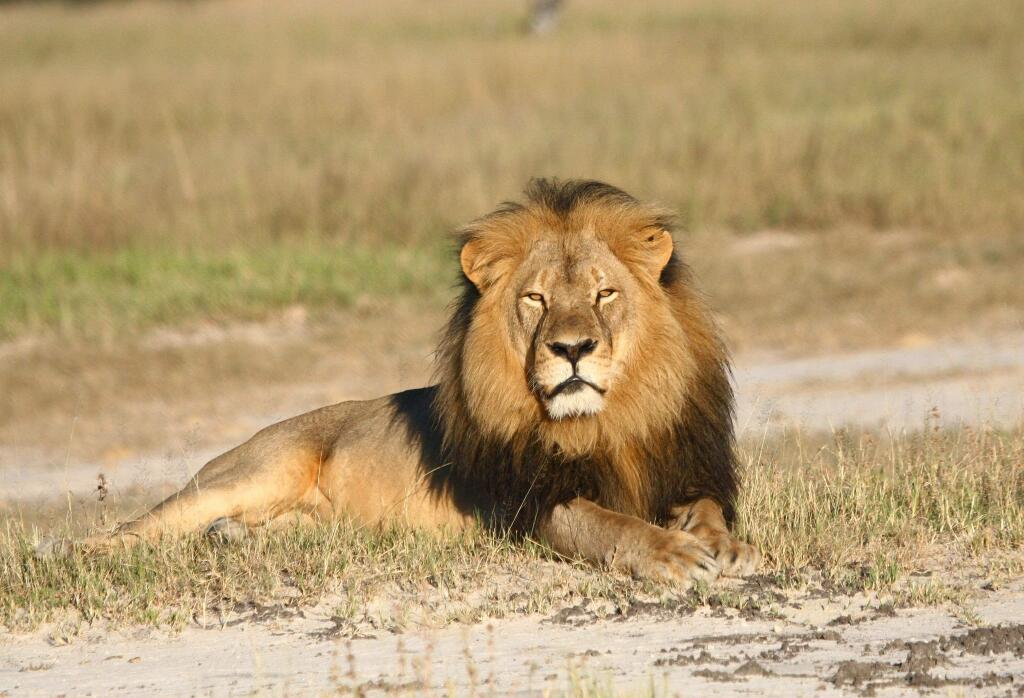 In this undated photo provided by the Wildlife Conservation Research Unit, Cecil the lion rests in Hwange National Park, in Hwange, Zimbabwe. Two Zimbabweans arrested for illegally hunting a lion appeared in court Wednesday, July 29, 2015. The head of Zimbabwes safari association said the killing was unethical and that it couldnt even be classified as a hunt, since the lion killed by an American dentist was lured into the kill zone. (Andy Loveridge/Wildlife Conservation Research Unit via AP)