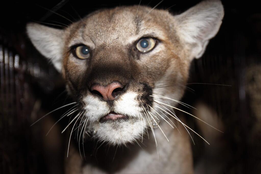 This Nov. 11, 2019, photo released by the National Park Service shows female mountain lion P-77 after she was photographed by a remote camera by National Park Service in the Simi Hills, northwest of Los Angeles. The National Park Service says it's added the new mountain lion to a long-term study of the big cats in Southern California. Officials announced Monday, Nov. 25, that the lion dubbed P-77 was captured, outfitted with a tracking collar and released where it was found in the Simi Hills. (National Park Service via AP)