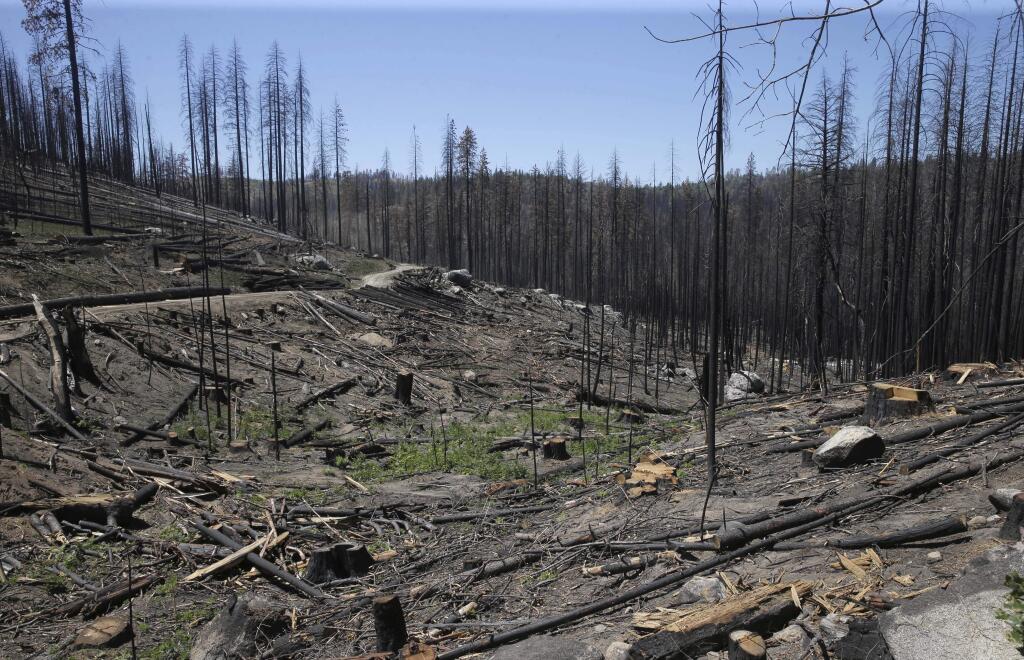 In this Friday, July 25, 2014 photo, trees destroyed by 2013's Rim Fire, in the Stanislaus National Forest near Groveland, Calif. (AP Photo/Rich Pedroncelli)