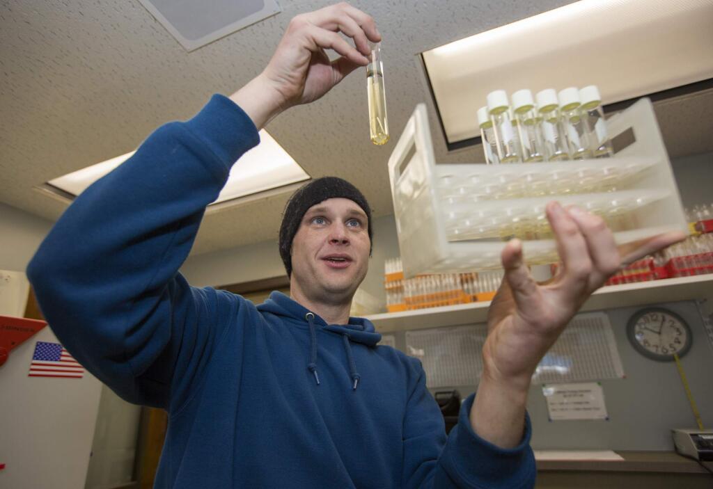 Ryan Hall, senior treatment operator at the Sonoma Valley Wastewater Treatment Plant on 8th Street East, examines a vial of water being tested for biological contaminants, following a Jan. 11 spillage at the facility. (Photo by Robbi Pengelly/Index-Tribune)