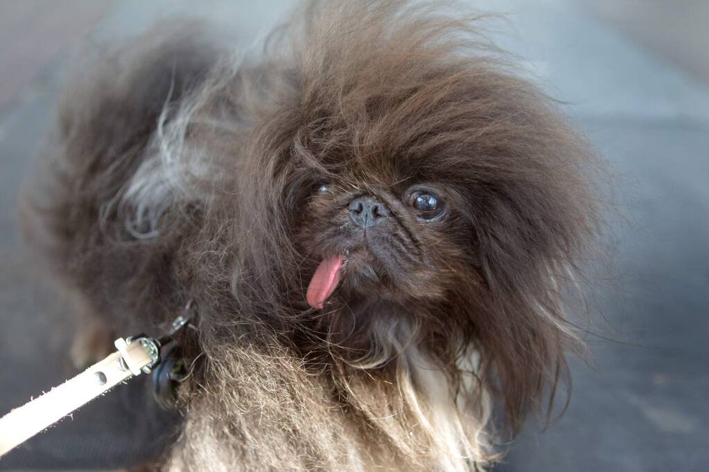 Wild Thang, a Pekingese, of Los Angeles, waits for the start of the Worlds Ugliest Dog Contest at the Sonoma-Marin Fair, in Petaluma, on Saturday, June 23, 2018. (Photo by Darryl Bush / For The Press Democrat)