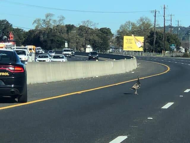 A CHP officer in Santa Rosa stopped traffic to direct a turkey away from Highway 101 on Tuesday, March 11, 2020. (CHP-Santa Rosa/Facebook)
