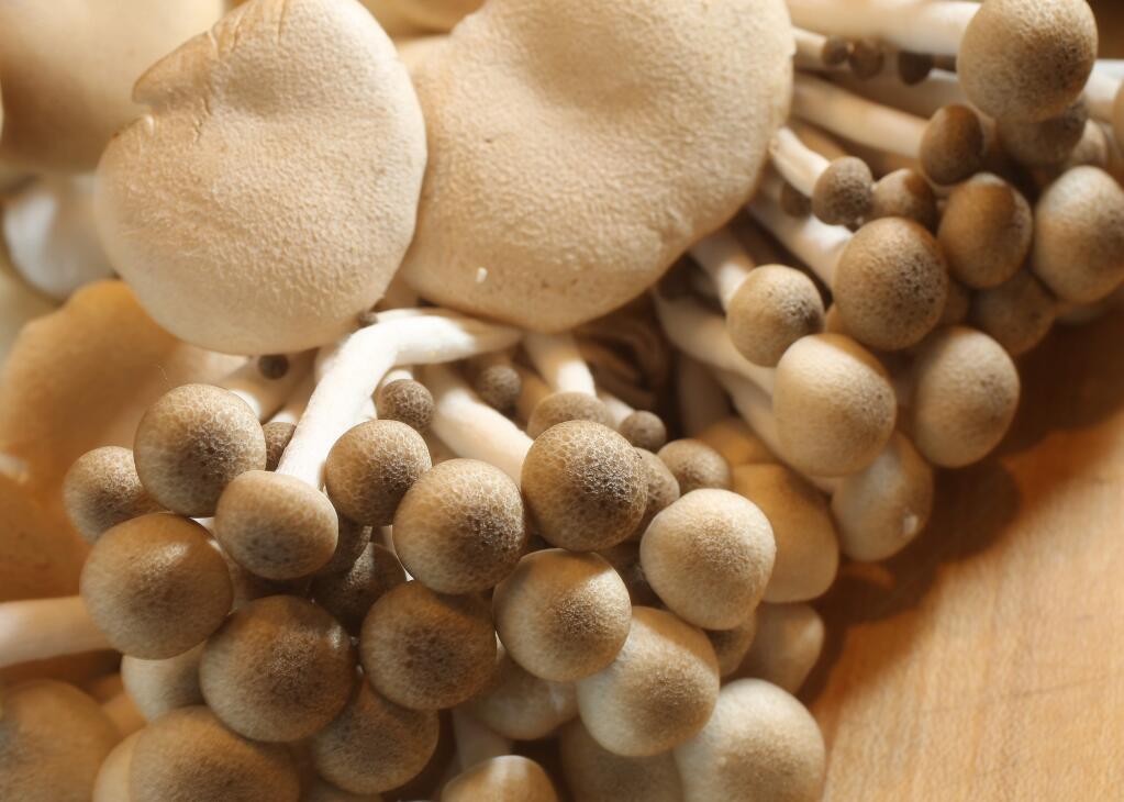 Trumpet royale mushroom, top and clamshell mushroom, bottom, Wednesday, April 16, 2014. (Crista Jeremiason / The Press Democrat)