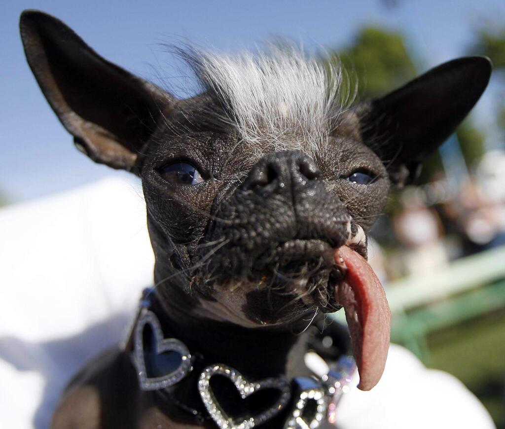 Elwood from New Jersey was named the World's Ugliest Dog during the 19th Annual World's Ugliest Dog Contest at the Sonoma-Marin Fair. (The Press Democrat / Crista Jeremiason )