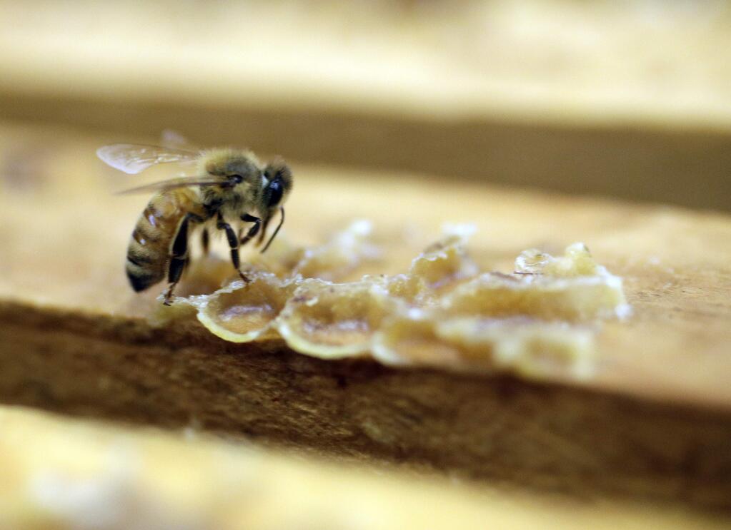 In this Wednesday, July 16, 2014 photo, a bee works on a honeycomb the Gene Brandi Apiary in Los Banos, Calif. The state is traditionally one of the country's biggest honey producers, with abundant crops and wildflowers that provide nectar that bees turn into honey. But a three-year drought has left hillsides barren and forced farmers to tear out orchards and leave fields fallow. (AP Photo/Marcio Jose Sanchez)
