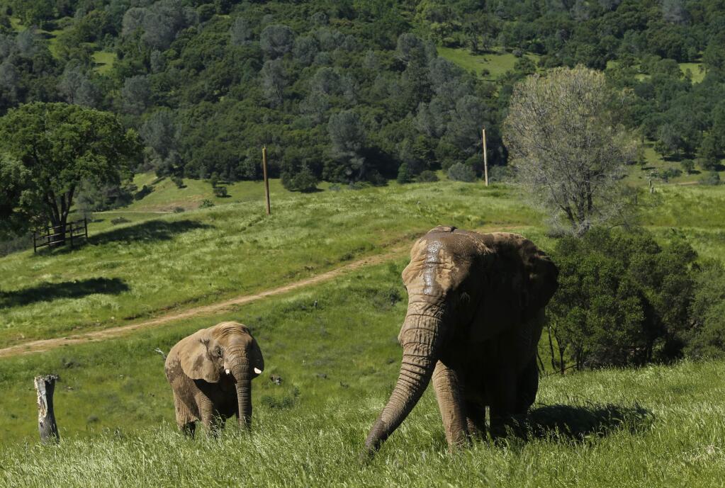 FILE -- In this Friday, April 26, 2019 file photo photo, African elephants Thika, left, and Mara walk through the Performing Animals Welfare Society's ARK 2000 Sanctuary near San Andreas, Calif. Gov. Gavin Newsom has signed a law banning most animals from circuses. The law exempts rodeos and does not apply to domesticated dogs, cats and horses. California is now the third state to enact such a ban, joining New Jersey and Hawaii (AP Photo/Rich Pedroncelli, File)