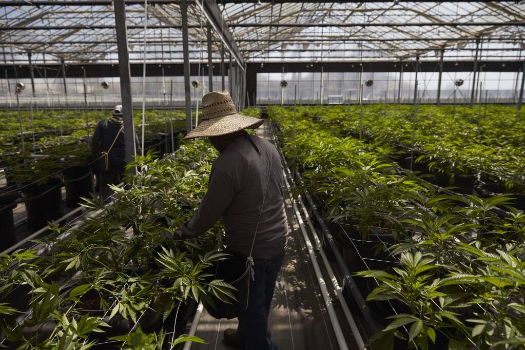 In this Thursday, April 12, 2018, photo, workers work in a greenhouse growing cannabis plants at Glass House Farms in Carpinteria, Calif. Carpinteria, about 85 miles (137 kilometers) northwest of Los Angeles, is located on the bottom of Santa Barbara County, a tourist area famous for its beaches, wine and temperate climate. It's also gaining notoriety as a haven for cannabis growers. The county amassed the largest number of marijuana cultivation licenses in California since broad legalization arrived on Jan. 1, nearly 800, according to state data compiled by The Associated Press. (AP Photo/Jae C. Hong)