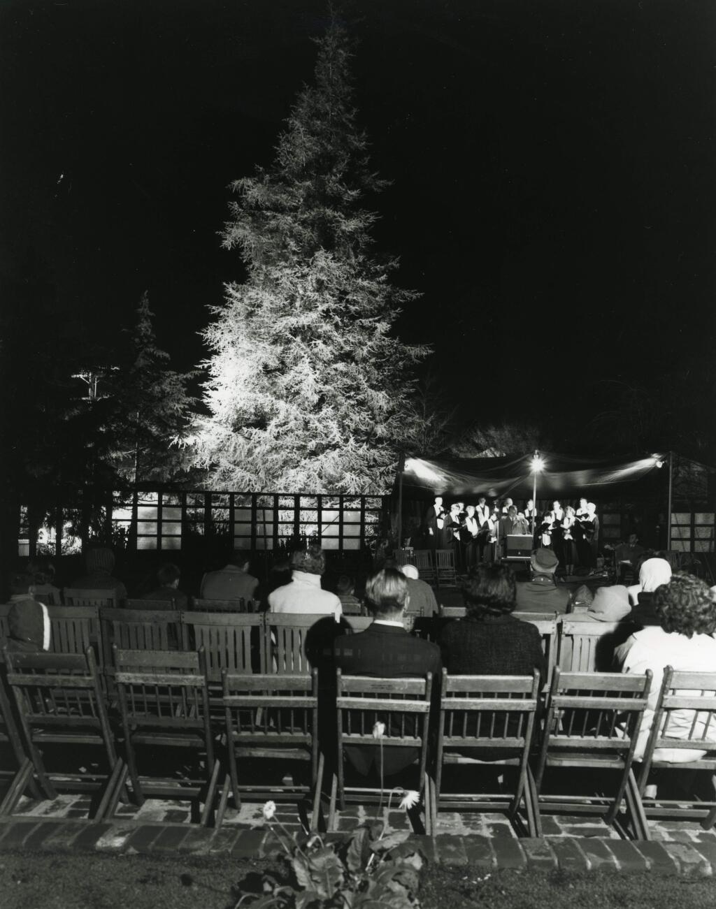The lighting ceremony of the Tree of Lebanon in Burbank Gardens in 1961. (Don Meacham, courtesy of Sonoma County Library)