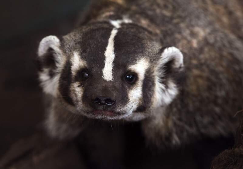 An American badger recuperates at Wildlife Rescue near the Sonoma County landfill. (ARGUS-COURIER FILE PHOTO)
