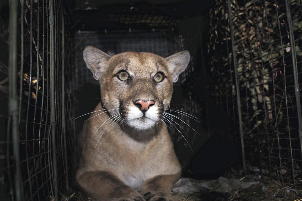 This October, 2017 photo provided by the National Park Service shows a mountain lion known as P-61, captured in the Santa Monica Mountains, Calif. Officials say for the first time during a 17-year study of mountain lions, one of the big cats has been documented crossing Interstate 405 at Sepulveda Pass in Los Angeles. The National Park Service says P-61 navigated his way across the massive freeway between 2 a.m. and 4 a.m. on July 19, 2019 - a rare feat. In the same area where P-61 crossed, the mountain lion P-18 was hit and killed by a vehicle in 2011. (National Park Service via AP)