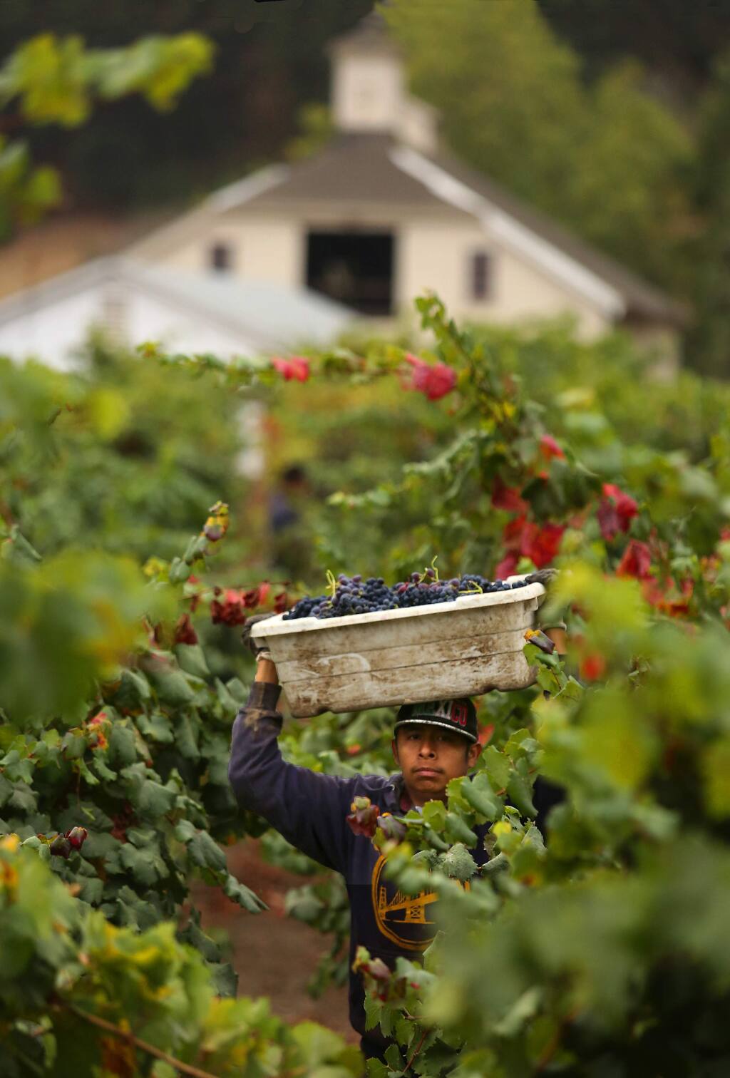 Workers run lugs filled with grapes at the Pagani Ranch along Hwy 12 in the Sonoma Valley. (John Burgess/The Press Democrat)