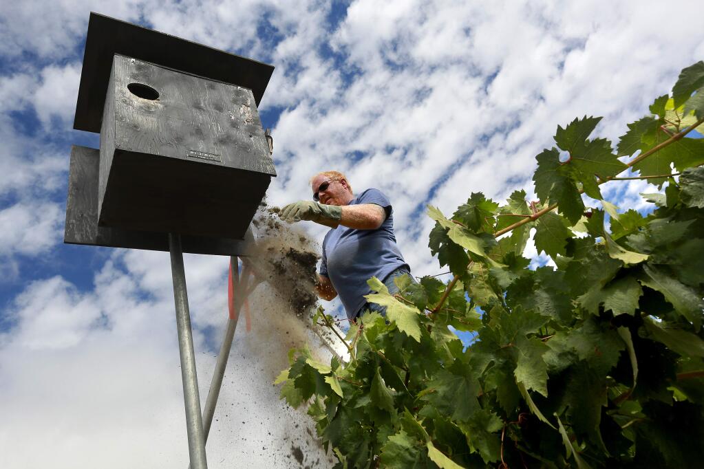 Paul Dykstra, with the Wild Wing Co., cleans out the remains of last seasons nesting barn owls from an owl box on a vineyard west of Healdsburg on Tuesday, July 22, 2014.