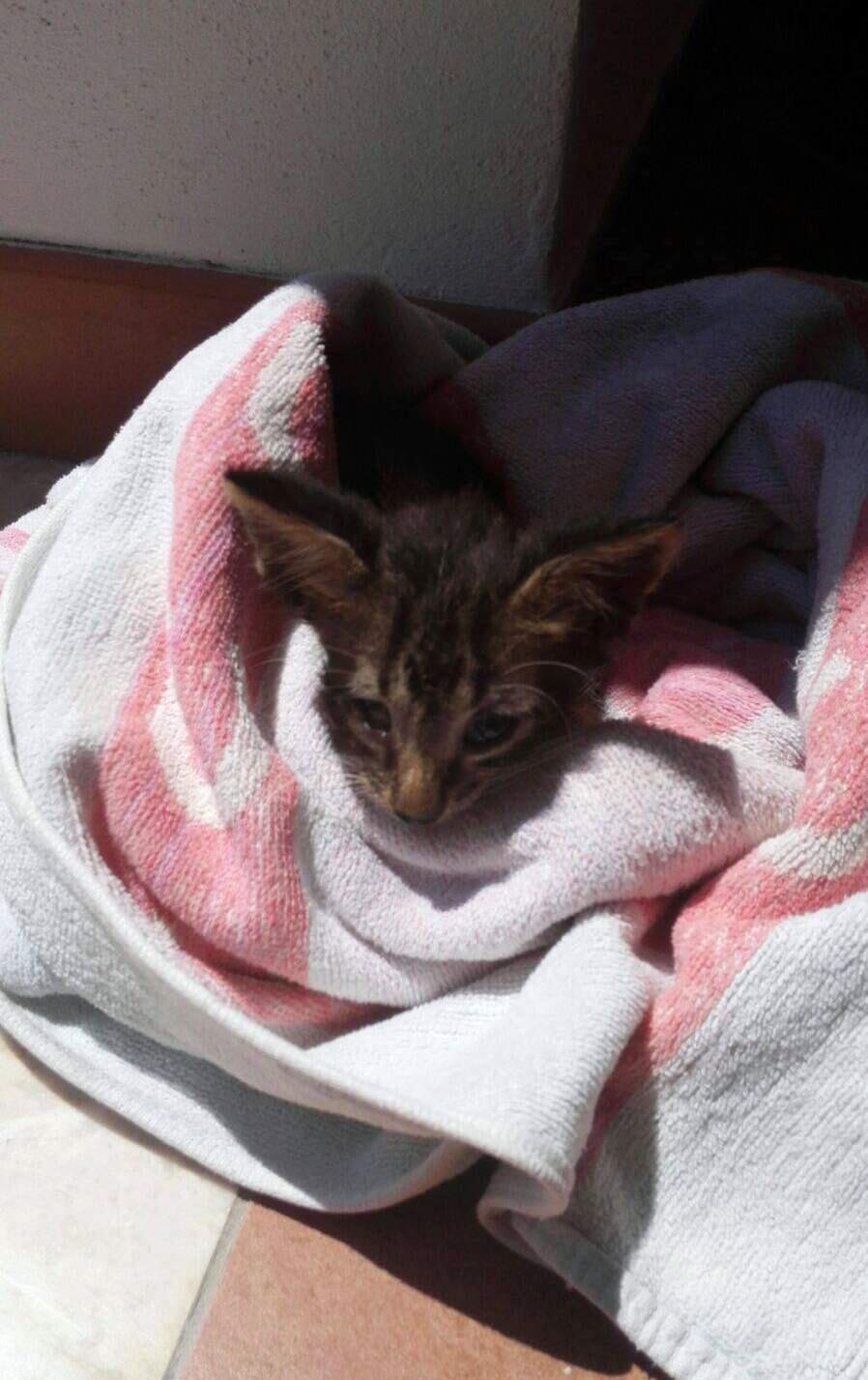 In this photo taken on Friday, Aug. 5, 2016 and provided by the Italian Coast Guard, a kitten is wrapped in a towel after being rescued from downing, off the coast of Marsala in Sicily, Italy. The Italian coast guard has rescued and revived a drowning kitten at a Sicilian port, after children on shore drew attention to its plight. A video released Friday showed crew members administering mouth-to-mouth resuscitation and massaging the kitten to remove water from its lungs, encouraging the kitten, ‘'Breath, breath. Wake up.'' After a few minutes, the kitten, which is not more than a month old, emitted a few weak ‘'meows.'' (Italian Coast Guard via AP)