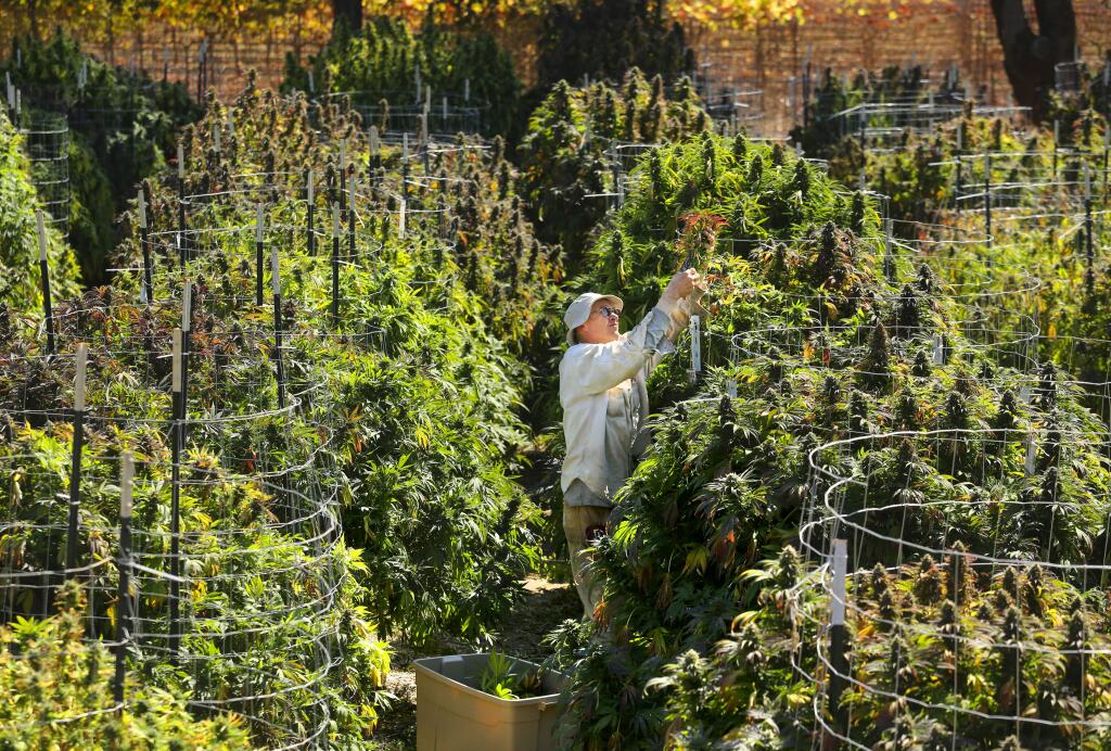 Photos by John Burgess / The Press DemocratHARVEST TIME: The farm manager for Bay Area Safe Alternatives Collective in San Francisco, which chooses to keep its employees anonymous, harvests one of the many varieties of organic marijuana growing on its Santa Rosa area farm on Tuesday.