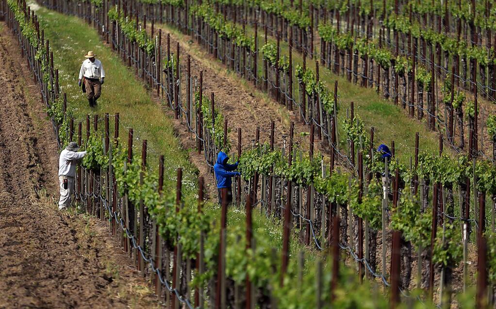 Vineyard workers prune off sucker vines on wine grapes off West Olivet Road in Santa Rosa, Thursday, April 14, 2016 (Kent Porter / Press Democrat ) 2016