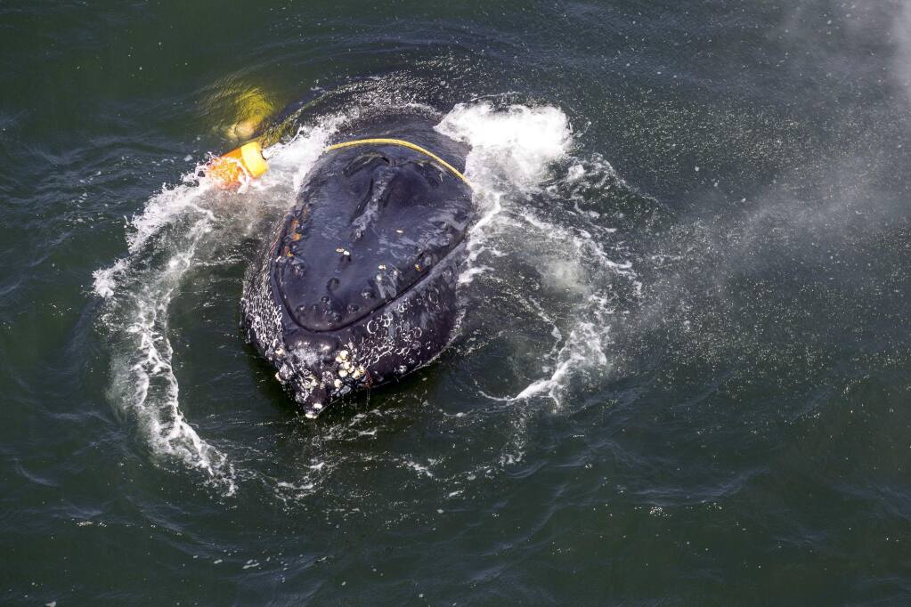 FILE - This undated file photo provided by the National Oceanic and Atmospheric Administration shows a humpback whale entangled in fishing line, ropes, buoys and anchors in the Pacific Ocean off Crescent City, Calif. Rescuers freed the badly tangled whale July 18, 2017, after it had struggled for days against the weight dragging it to the ocean floor. An environmental group, the Center for Biological Diversity, wants the federal government to declare that California's crab fishing industry is dangerous to whales. The crabbing season opens Wednesday, Nov. 15, 2017. (Bryant Anderson/NOAA Fisheries MMHSRP Permit# 18786-01 via AP, File)