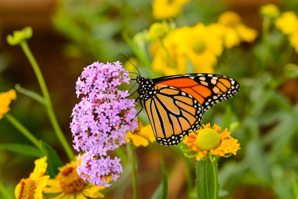 Learn and look for butterflies at Foothill Regional Park this Saturday.