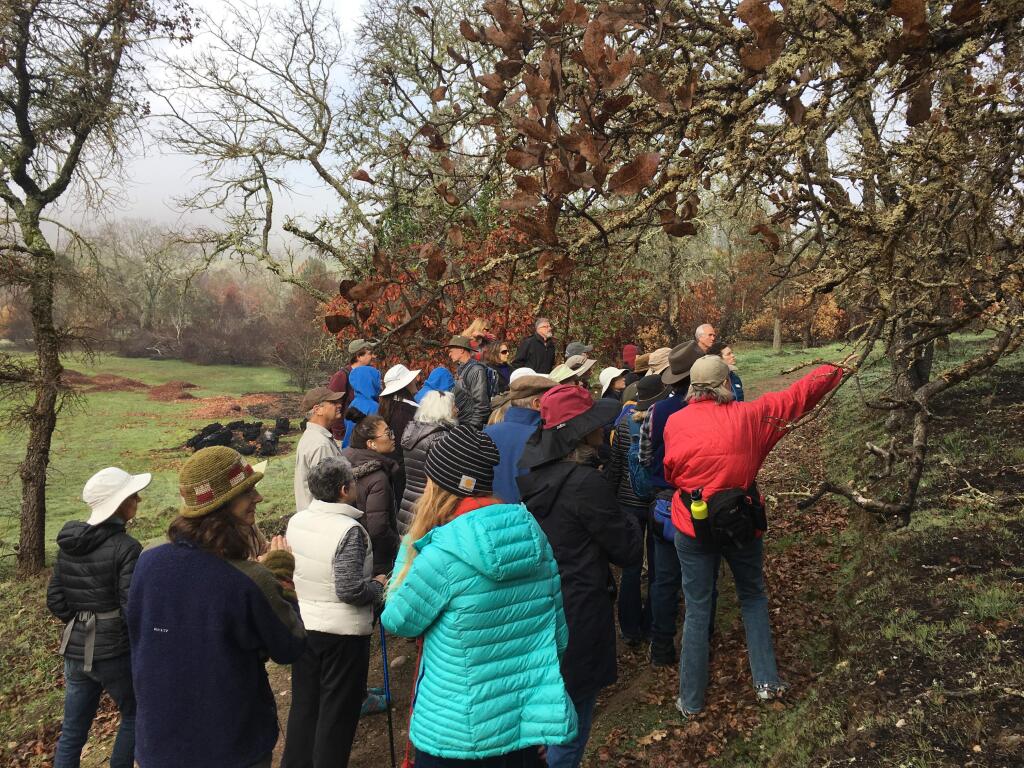 Hikers join SEC naturalists on a Fire Recovery Walk on Sonoma Developmental Center property in Glen Ellen. The groups explore areas that suffered fire damage in October, and witness the natural process of recovery and regeneration. (Kim Jones/SEC)
