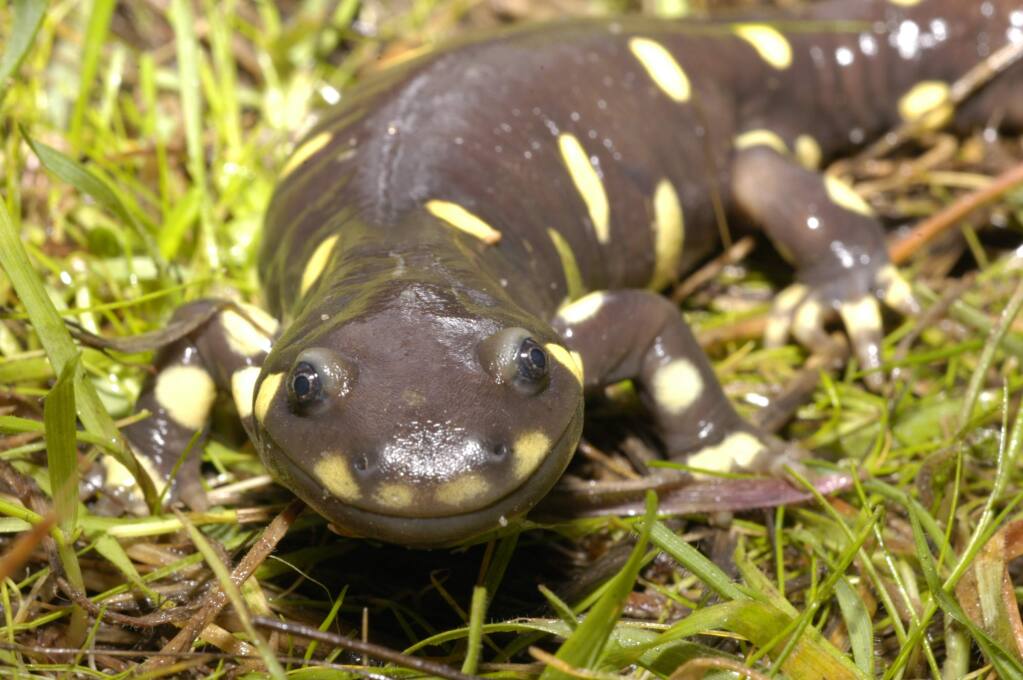 Endangered tiger salamander