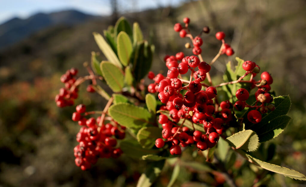 Toyon, or California holly, will grow into a mature hedge plant within five years that produces bright red berries that birds like cedar waxwings and mockingbirds love. (Kent Porter / The Press Democrat) 2021